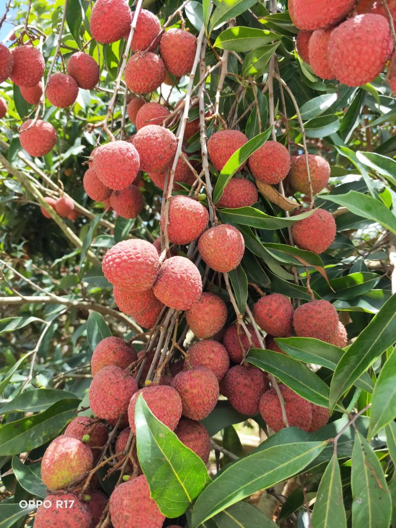 荔枝