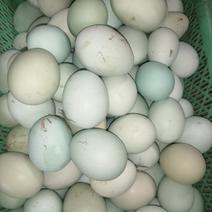 土鸡蛋，绿壳土鸡蛋，新鲜的粉壳土鸡蛋，月子蛋营养蛋