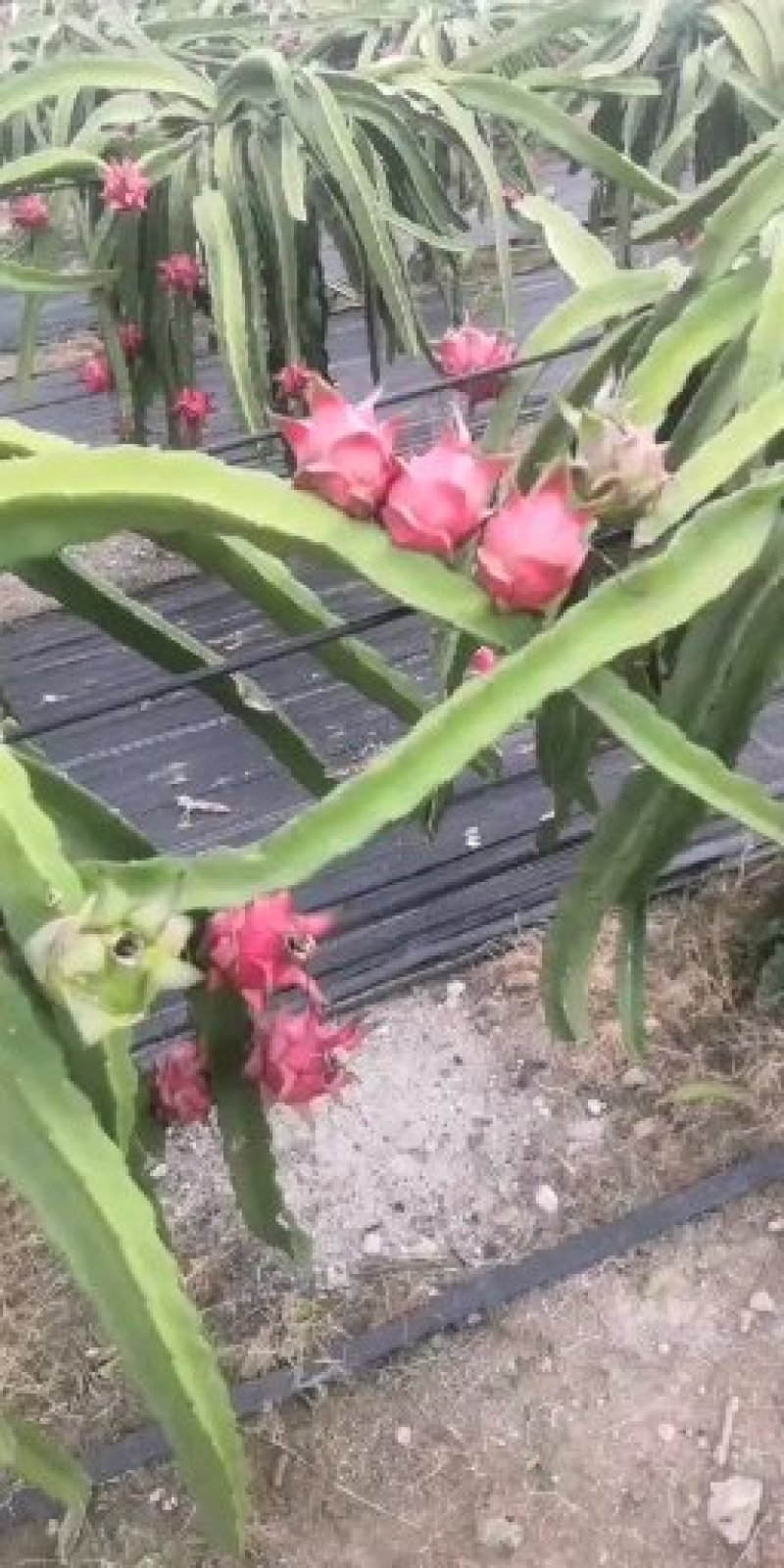 实力代办，火龙果大量有货
