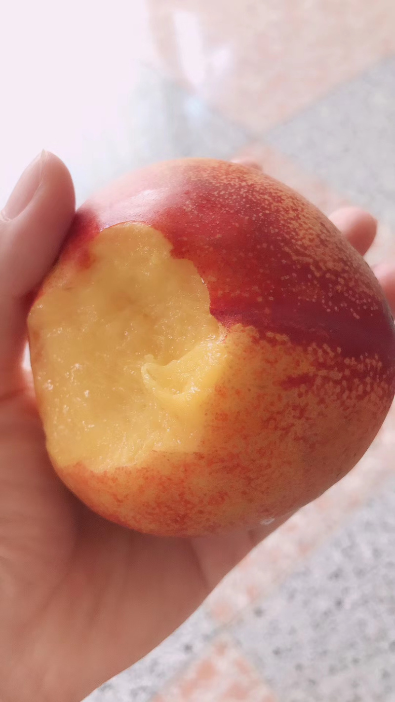 精品春雪毛桃大量上市产地直发