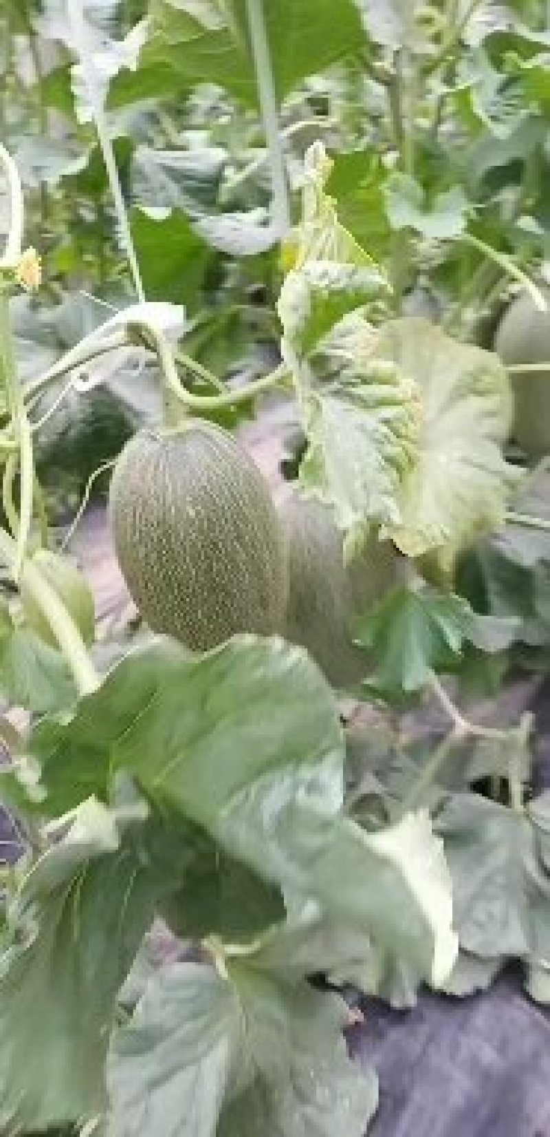 西州蜜瓜精品西州蜜甜瓜河南安阳滑县万亩甜瓜大量上市中