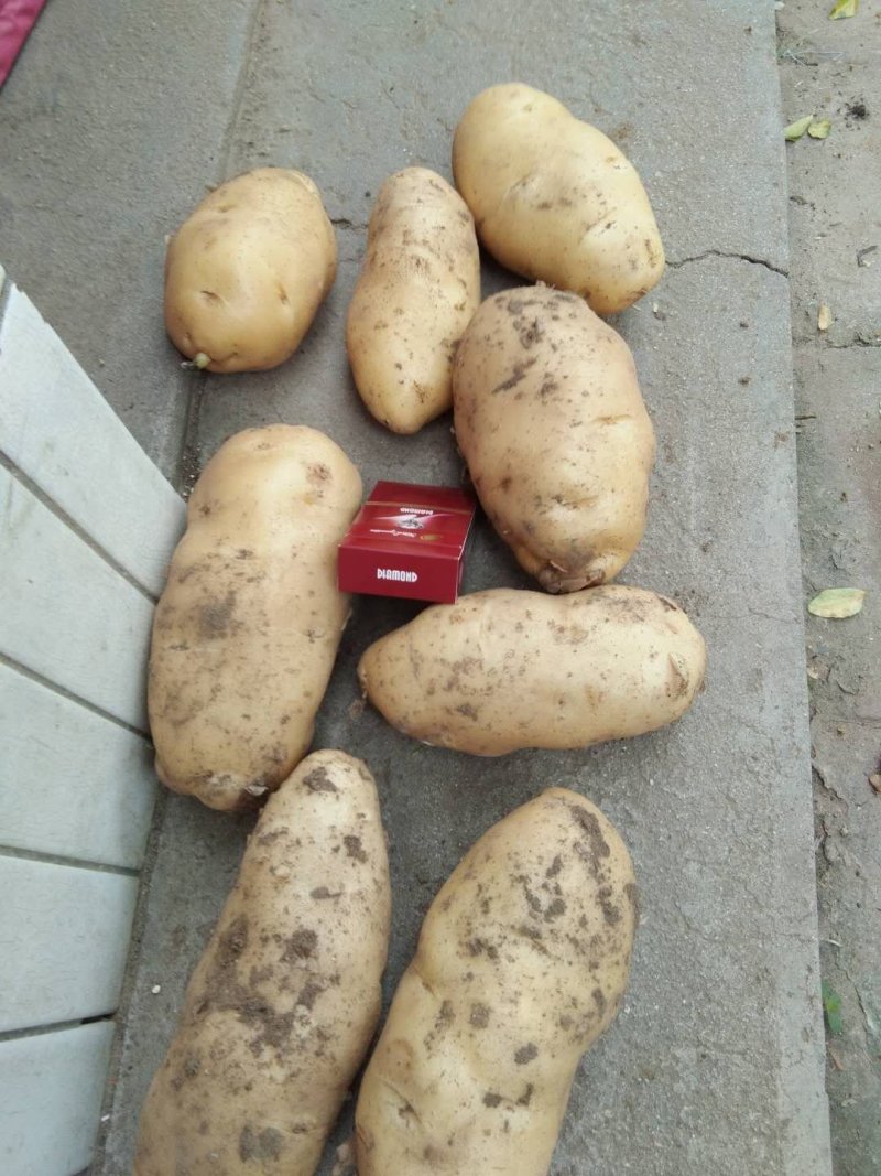 荷兰十五土豆精品3两以上，冷库库存大量有货，质量好。