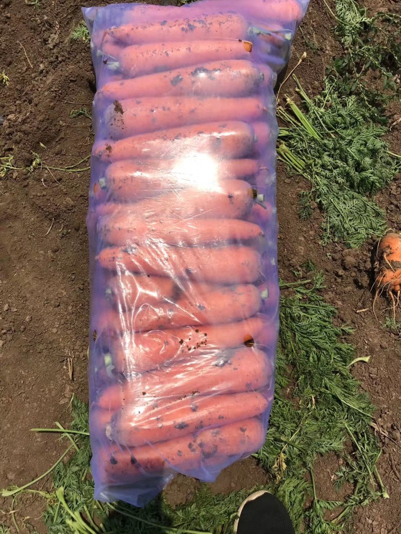 胡萝卜精品货电商货工厂货大量供应（欢迎来电洽谈）