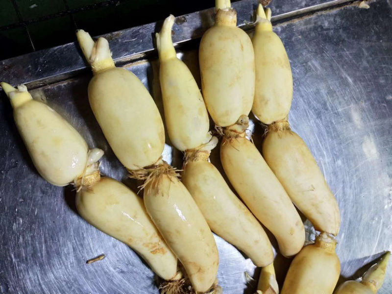 江宁塘藕