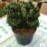 彩色麒麟植物盆栽玉麒麟镇宅绿植花卉彩春峰多肉防辐射吸甲醛