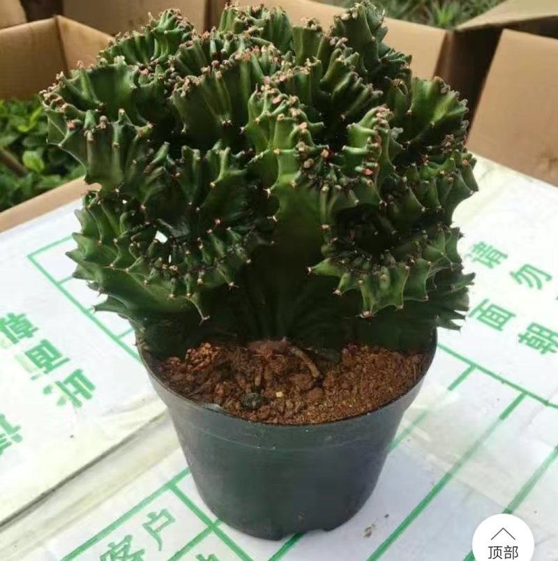 彩色麒麟植物盆栽玉麒麟镇宅绿植花卉彩春峰多肉防辐射吸甲醛