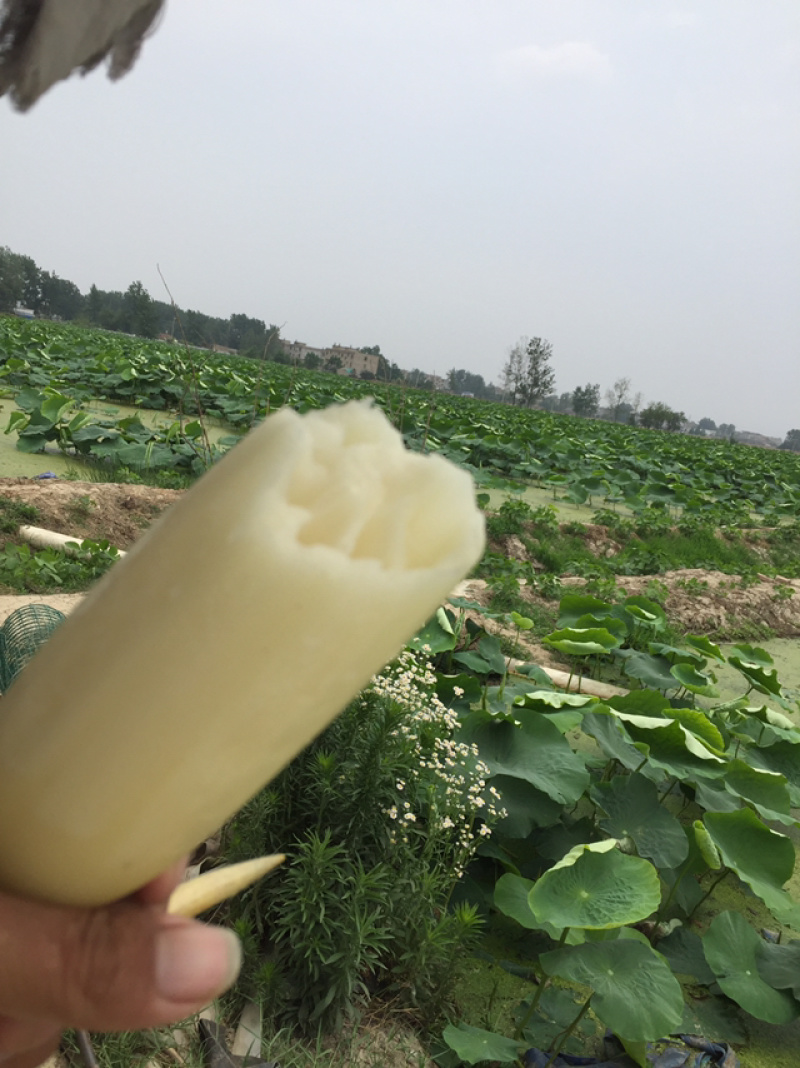 珍珠藕