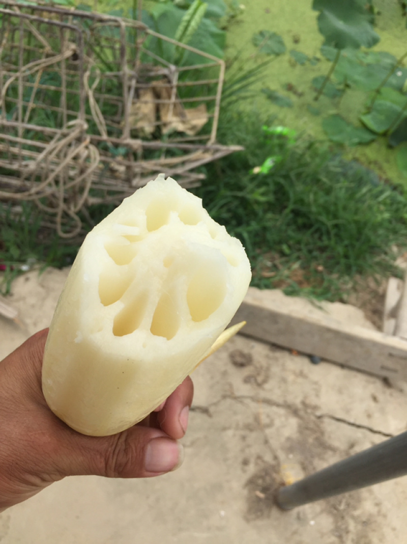 珍珠藕