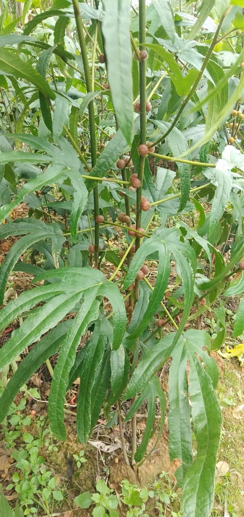 五指毛桃，根够长，够靓，