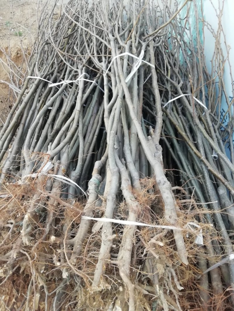 产地直销优质梨树苗，有早酥红梨苗，秋月梨苗，质优价廉。