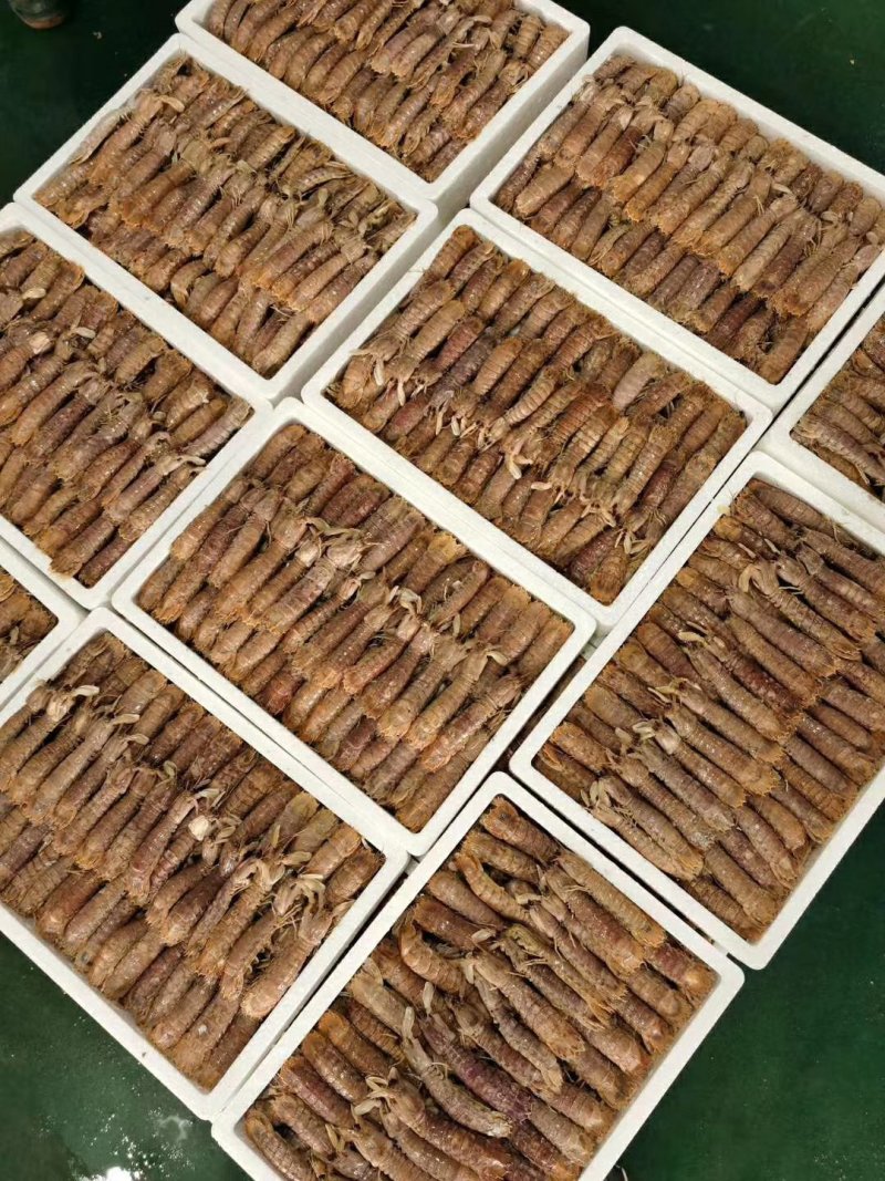 熟冻皮皮虾新鲜皮皮虾熟冻虾爬子虾姑虾婆婆琵琶虾满肉