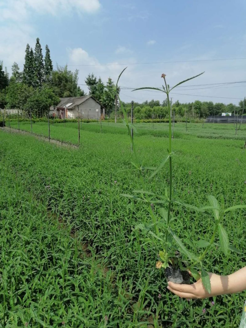 成都马鞭草基地直供，杯苗马鞭草，各种规格都有