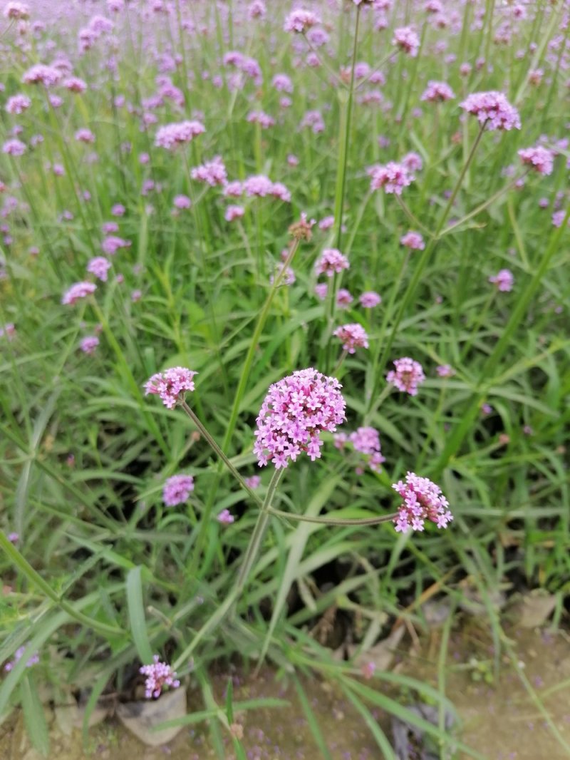 成都马鞭草基地直供，杯苗马鞭草，各种规格都有