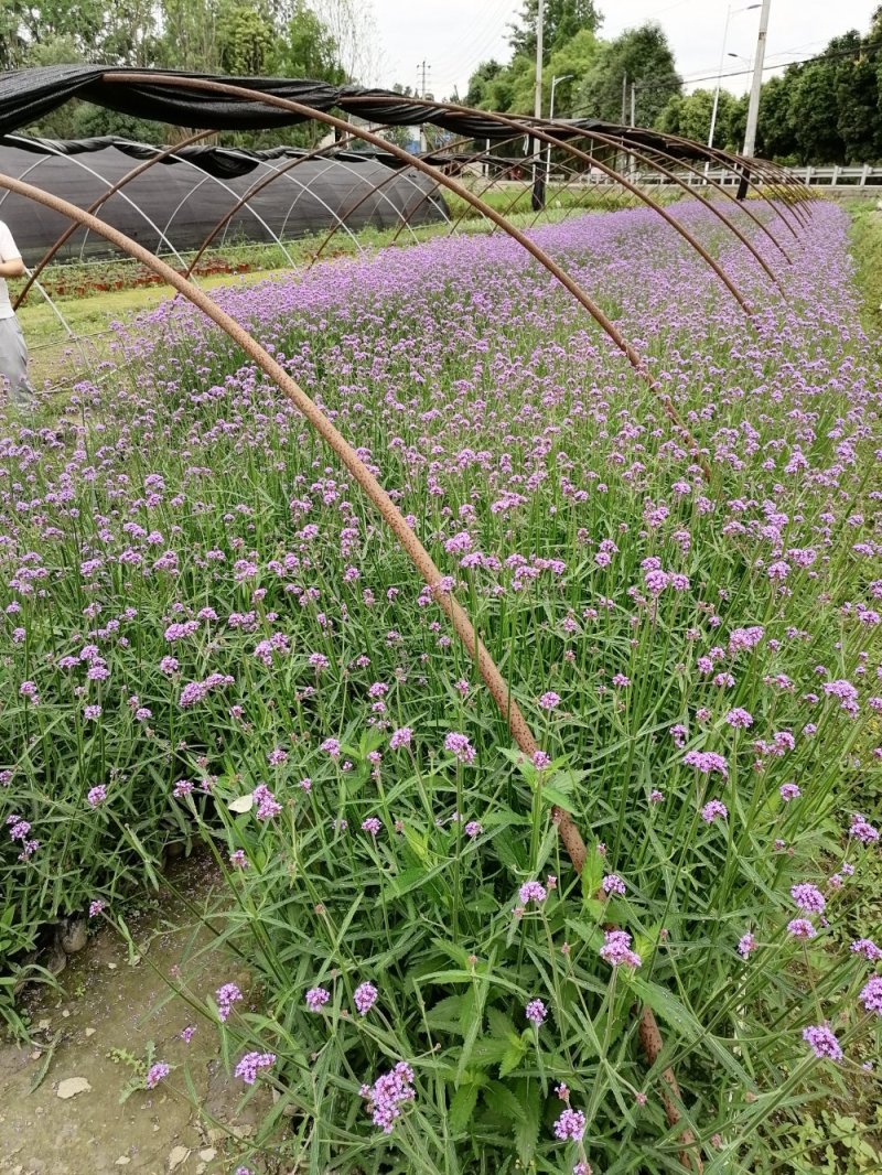 成都马鞭草基地直供，杯苗马鞭草，各种规格都有