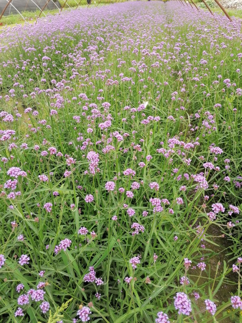 成都马鞭草基地直供，杯苗马鞭草，各种规格都有