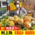 正宗海南金钻凤梨整箱新鲜现摘应季水果孕妇手撕无眼菠萝