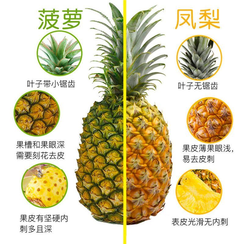 正宗海南金钻凤梨整箱新鲜现摘应季水果孕妇手撕无眼菠萝