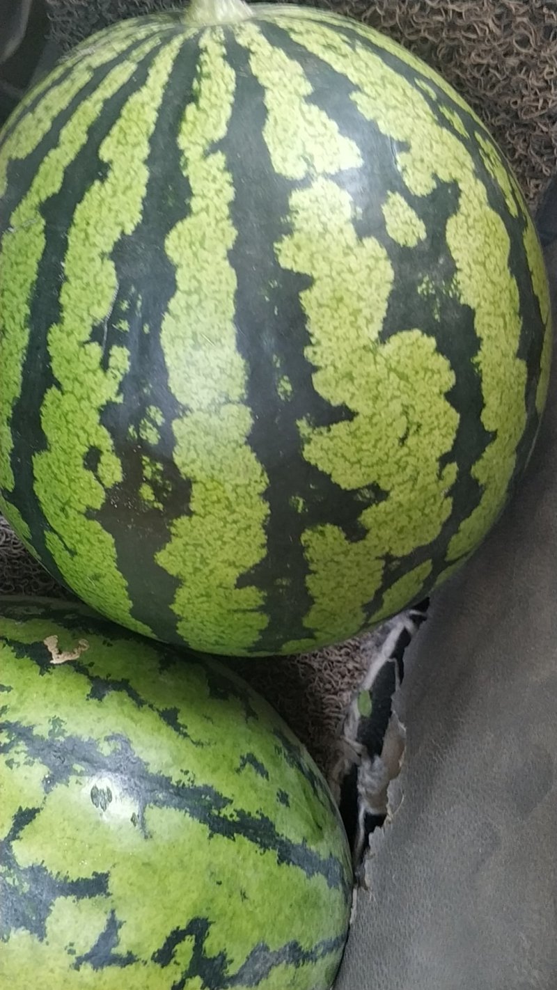 甜王西瓜