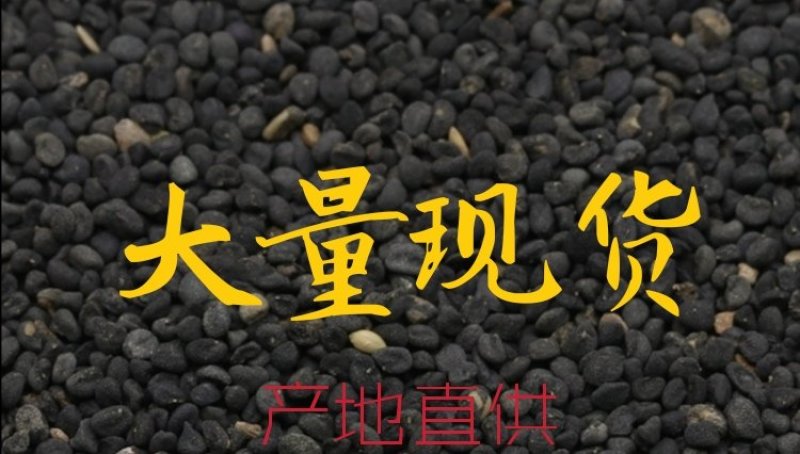 黄芩新种子，大量现货，90%发芽率，全国包邮。
