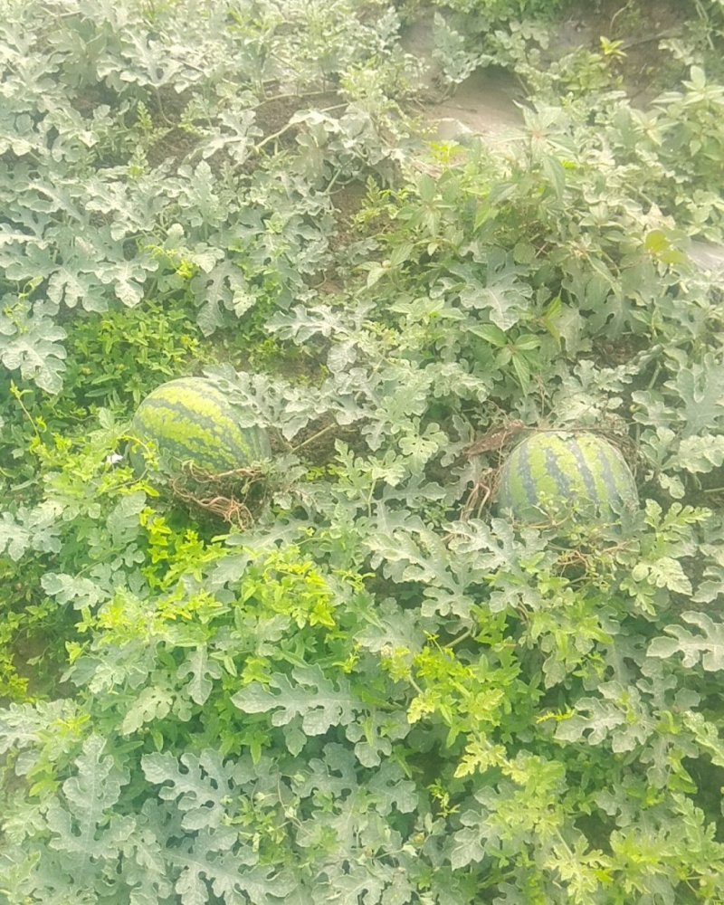 甜王西瓜甜王西瓜甜王西瓜甜王西瓜