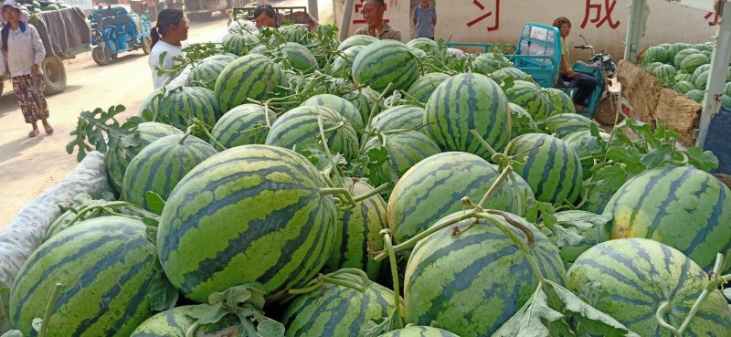 （推荐）精品美都西瓜，原产地直发品质保证甜度高货源充足