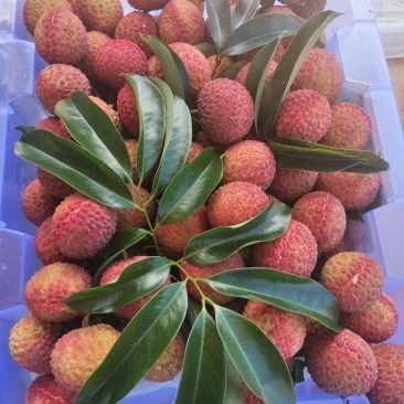 精品双肩玉荷包荔枝