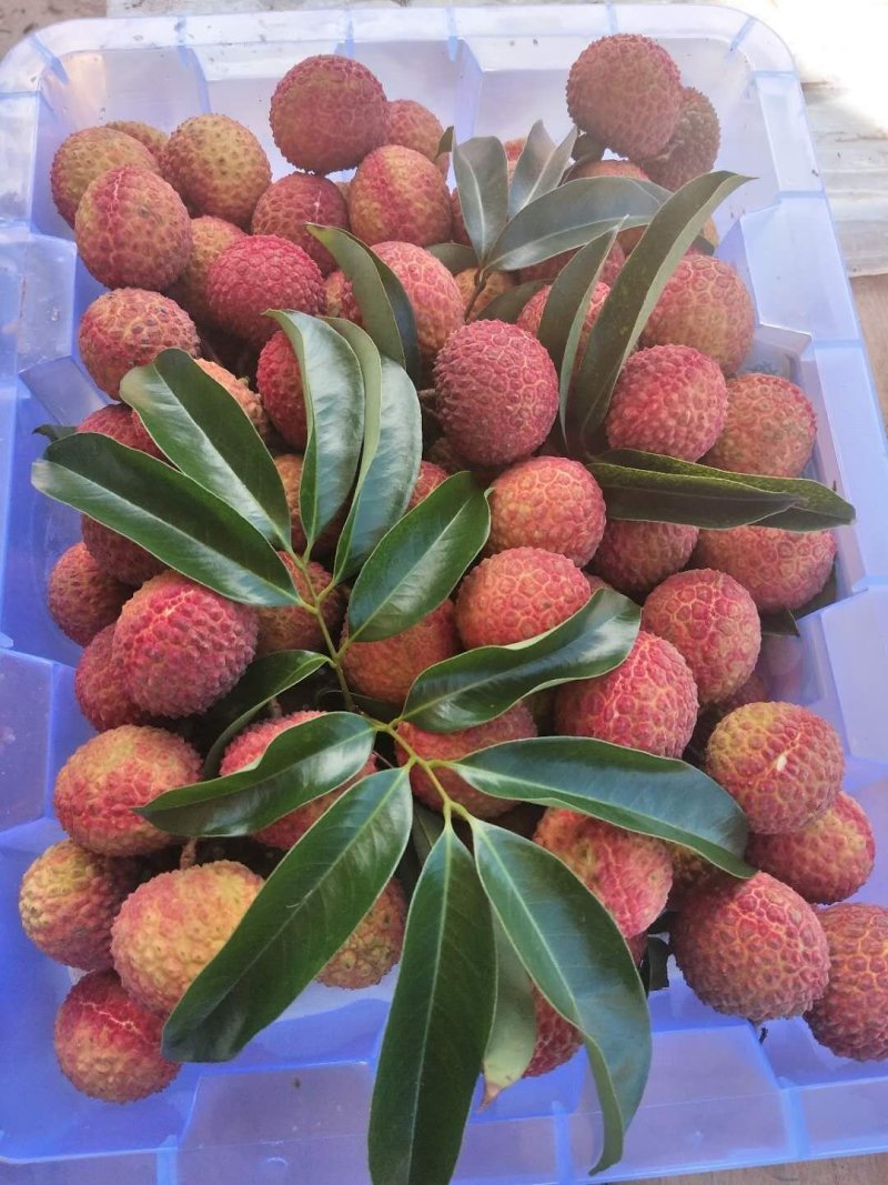 精品双肩玉荷包荔枝
