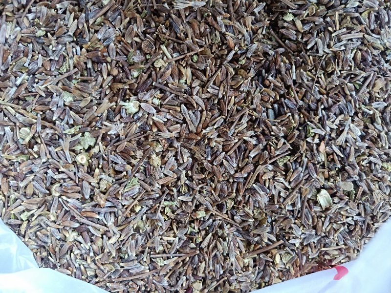 出售朱砂苍术种子