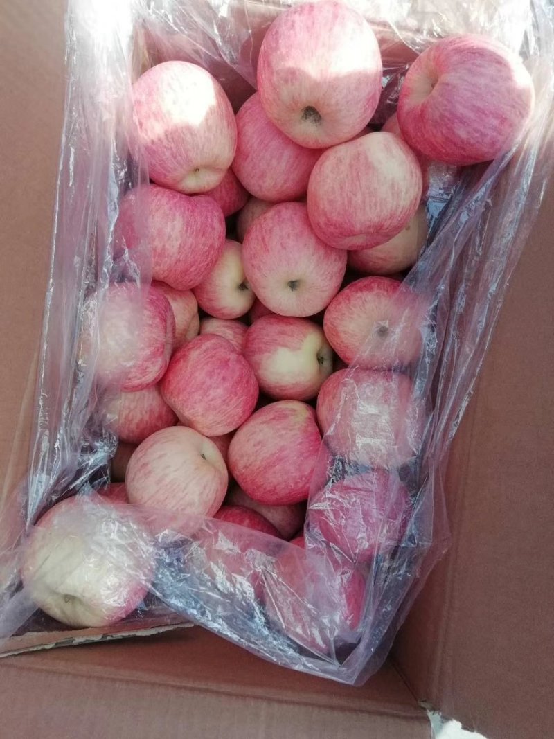 山东省日照市莒县冷库苹果大量清库货源充足