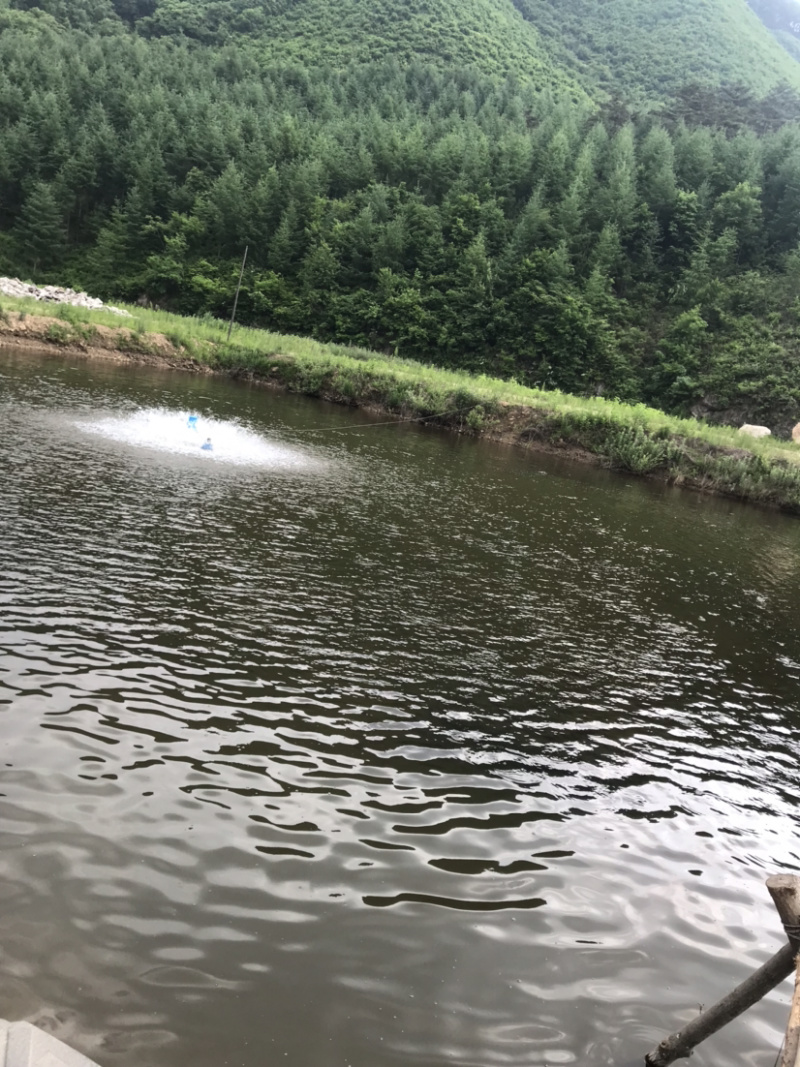 东北柳根鱼支持视频看货产地交易支持线上交易