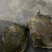 汉寿活冻黄甲鱼