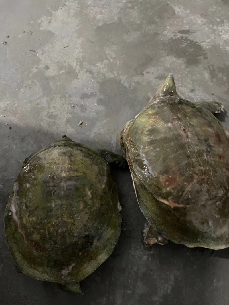 汉寿活冻黄甲鱼