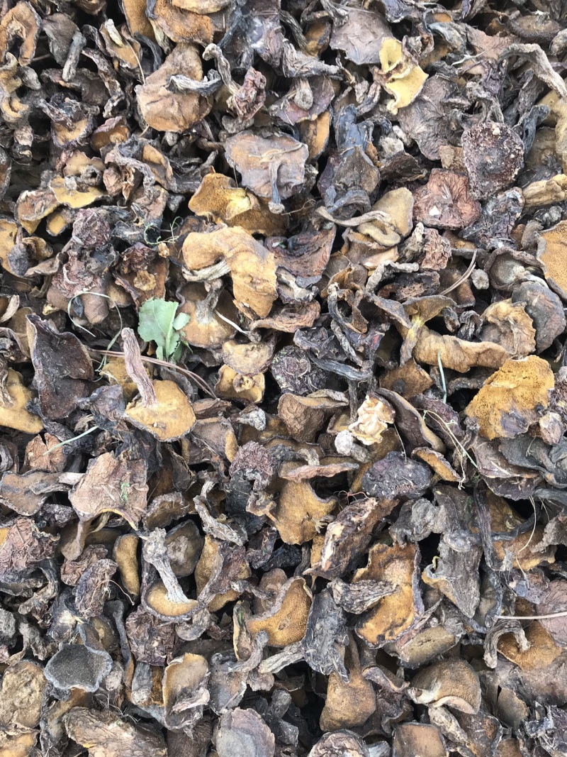 熬汉优质松蘑菇松娥蛾子产地直发