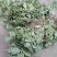 深山生态大叶纯种淫羊霍，干度好无霉变，青绿色，含量够。