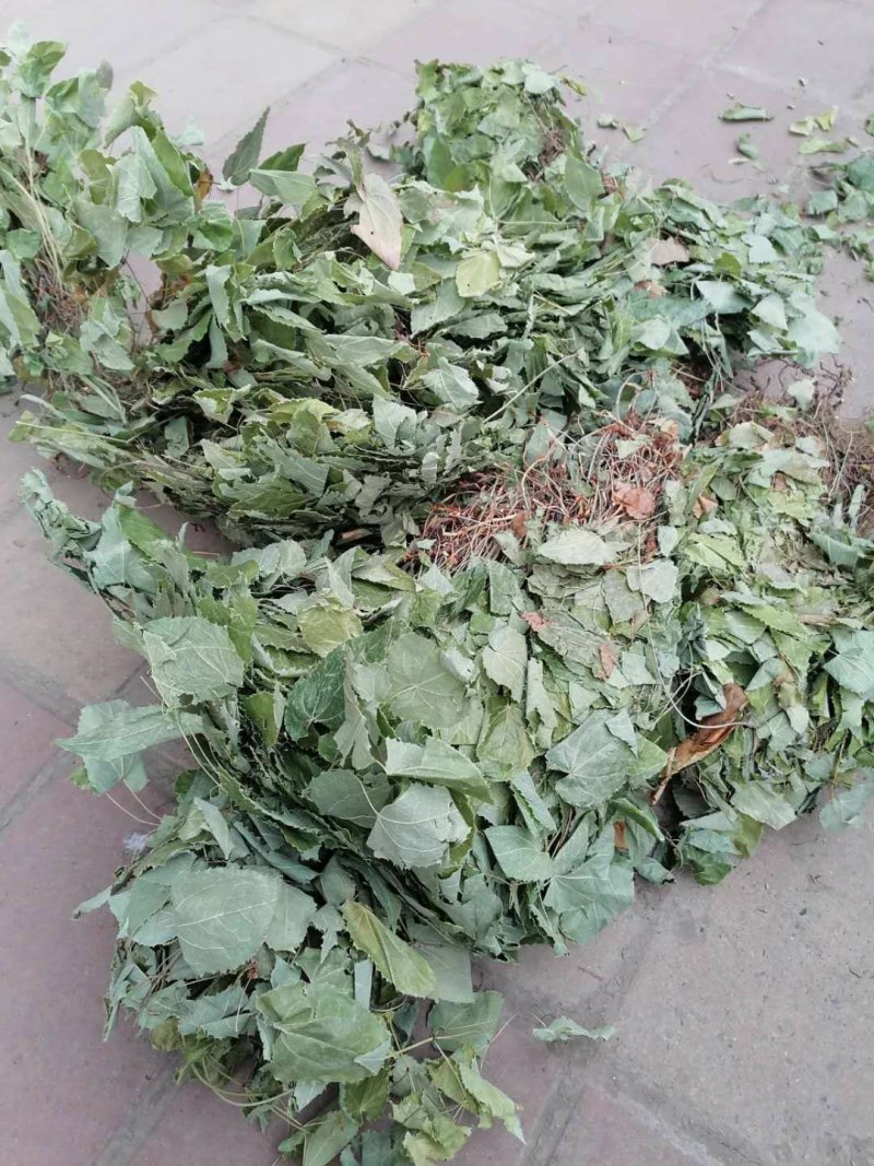 深山生态大叶纯种淫羊霍，干度好无霉变，青绿色，含量够。