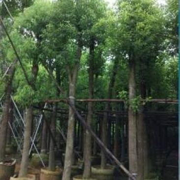 襄阳洪坤绿化麦冬草，绿化苗木基地常年大量供应中