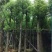 襄阳洪坤绿化麦冬草，绿化苗木基地常年大量供应中