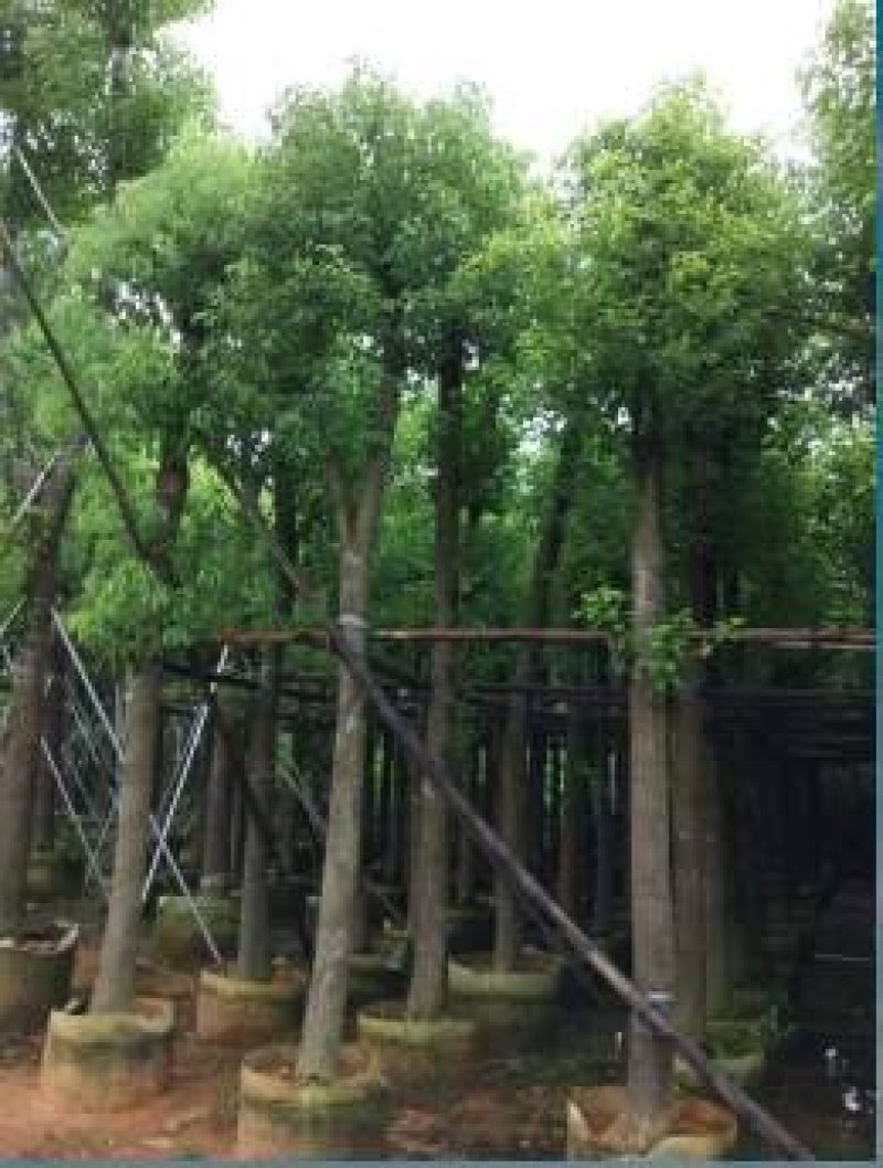 襄阳洪坤绿化麦冬草，绿化苗木基地常年大量供应中