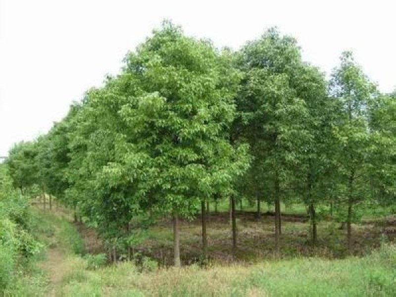襄阳洪坤绿化麦冬草，绿化苗木基地常年大量供应中