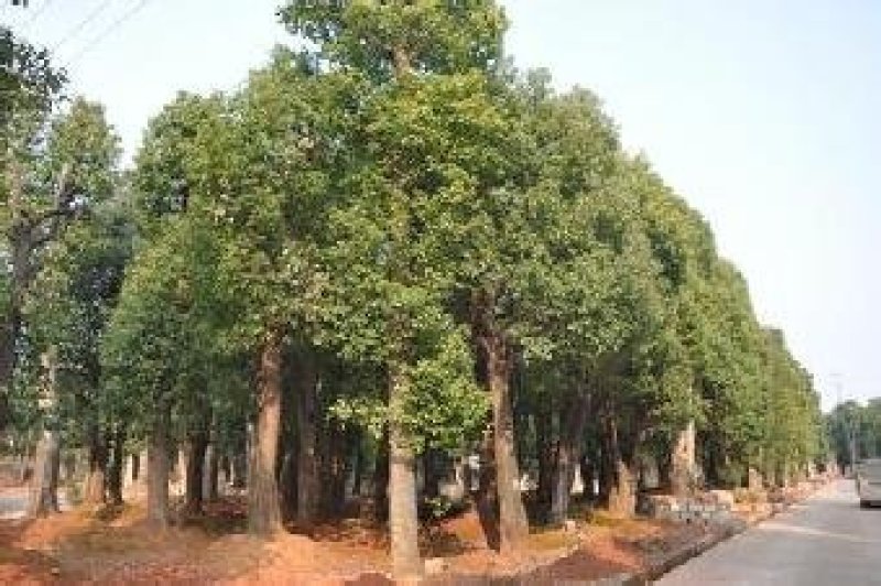襄阳洪坤绿化麦冬草，绿化苗木基地常年大量供应中