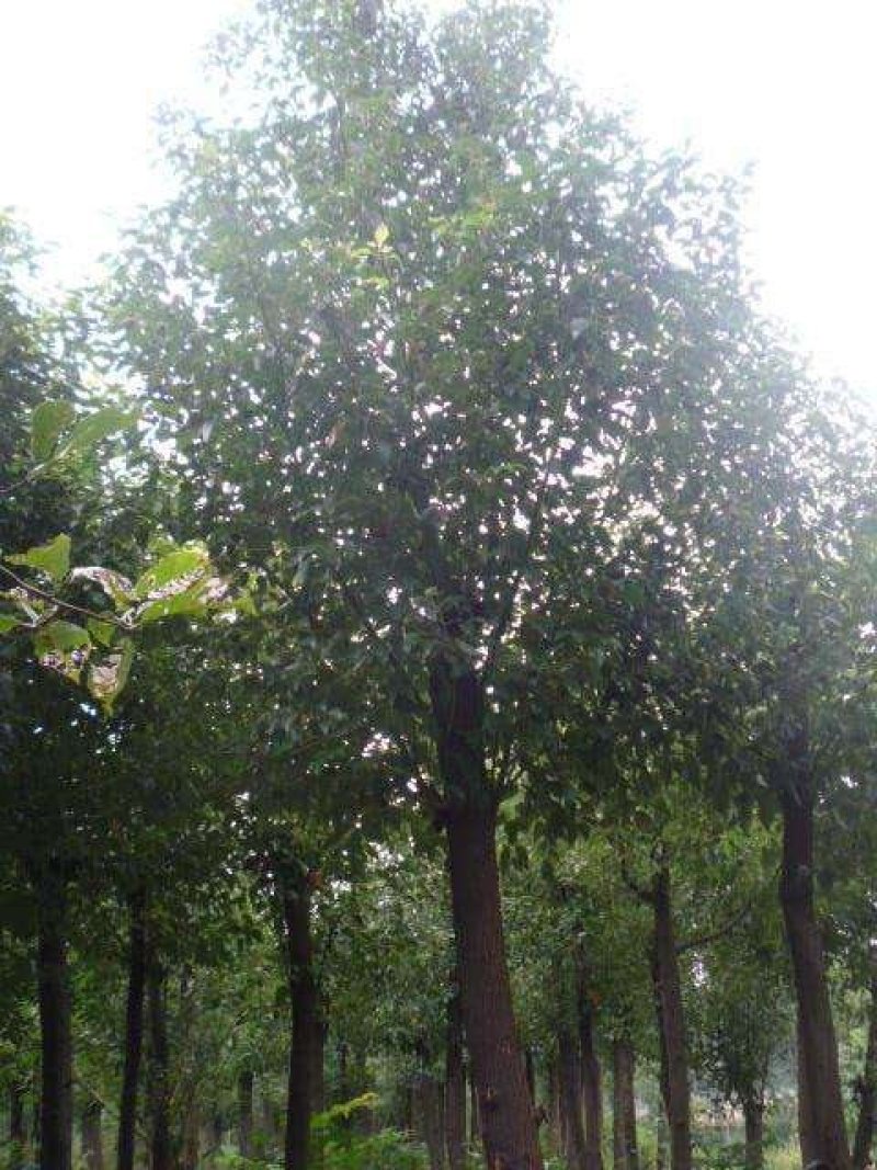 襄阳洪坤绿化麦冬草，绿化苗木基地常年大量供应中