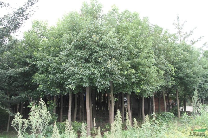 襄阳洪坤绿化麦冬草，绿化苗木基地常年大量供应中