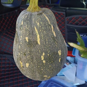 香芋南瓜
