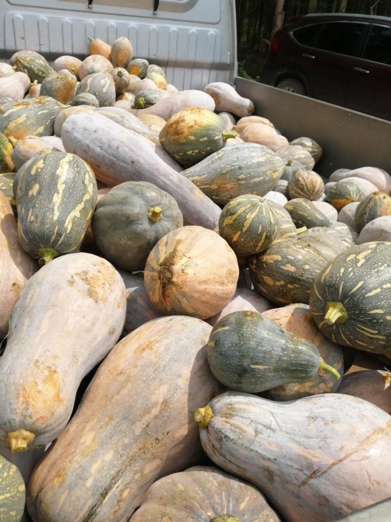 香芋南瓜