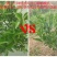 蔬菜，百香果，药材，柑橘专用防草布