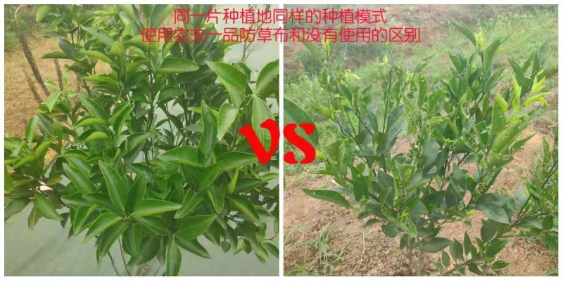 蔬菜，百香果，药材，柑橘专用防草布