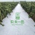 蔬菜，百香果，药材，柑橘专用防草布