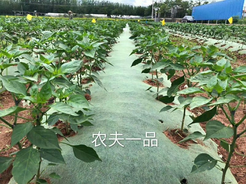 蔬菜，百香果，药材，柑橘专用防草布