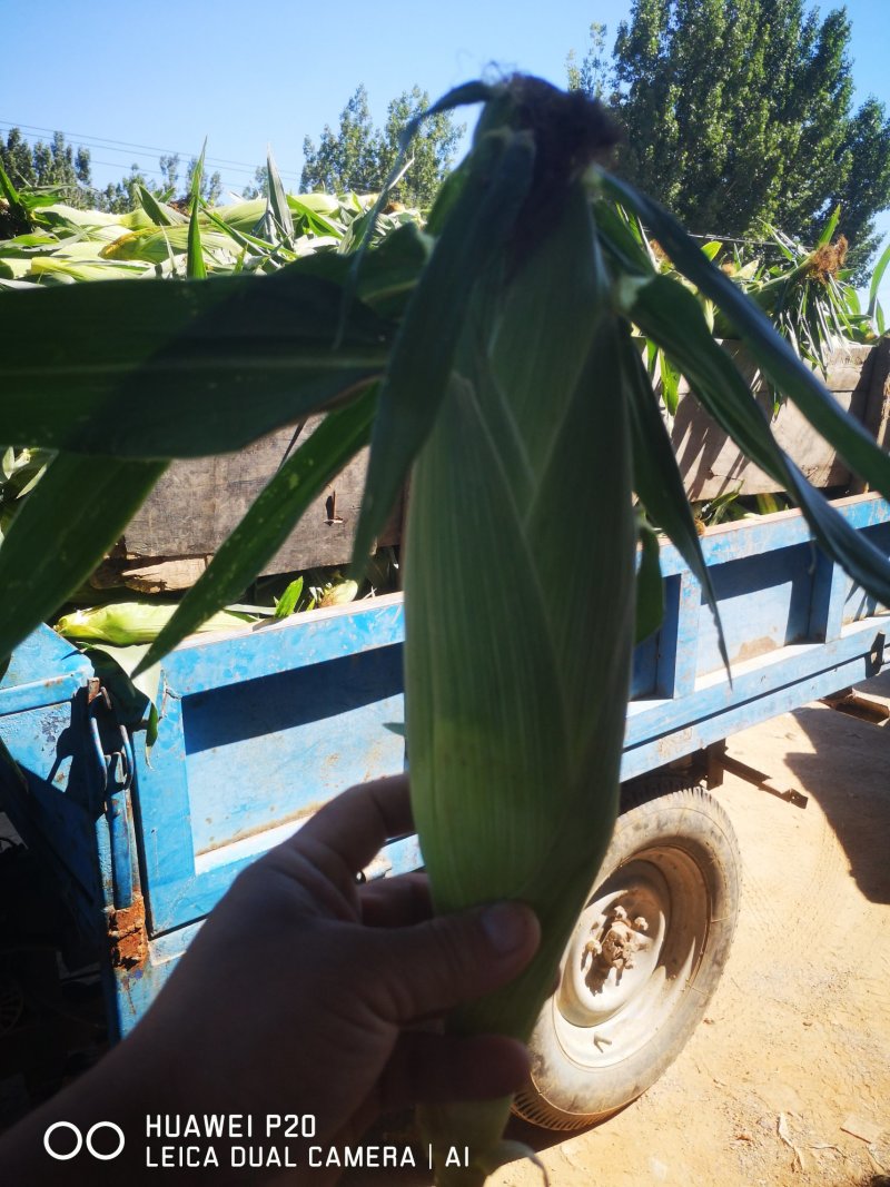 水果玉米