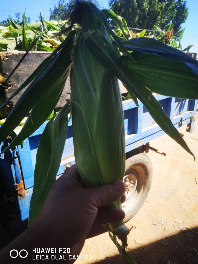 水果玉米